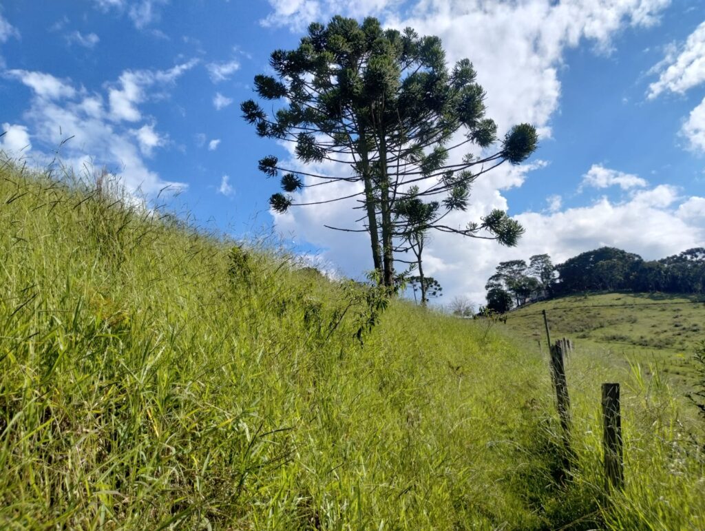 SITIO PAULO HERMINIO