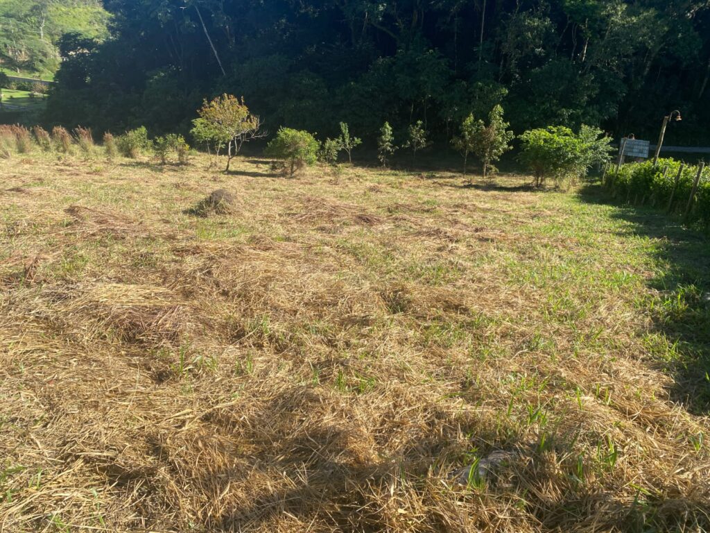 TERRENO SELMA