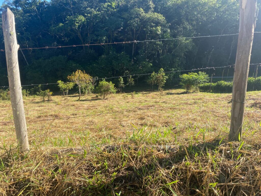 TERRENO SELMA (2)