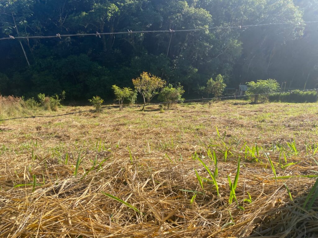 TERRENO SELMA (3)