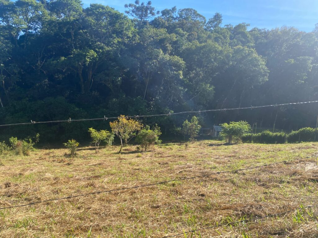 TERRENO SELMA (4)