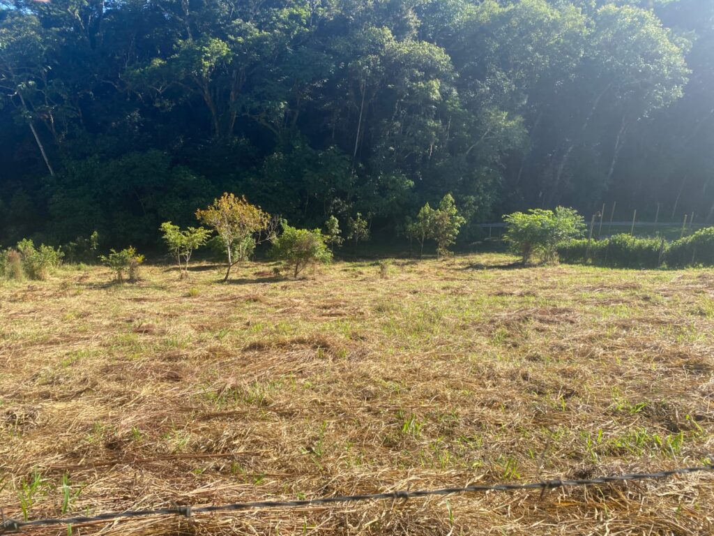 TERRENO SELMA (5)