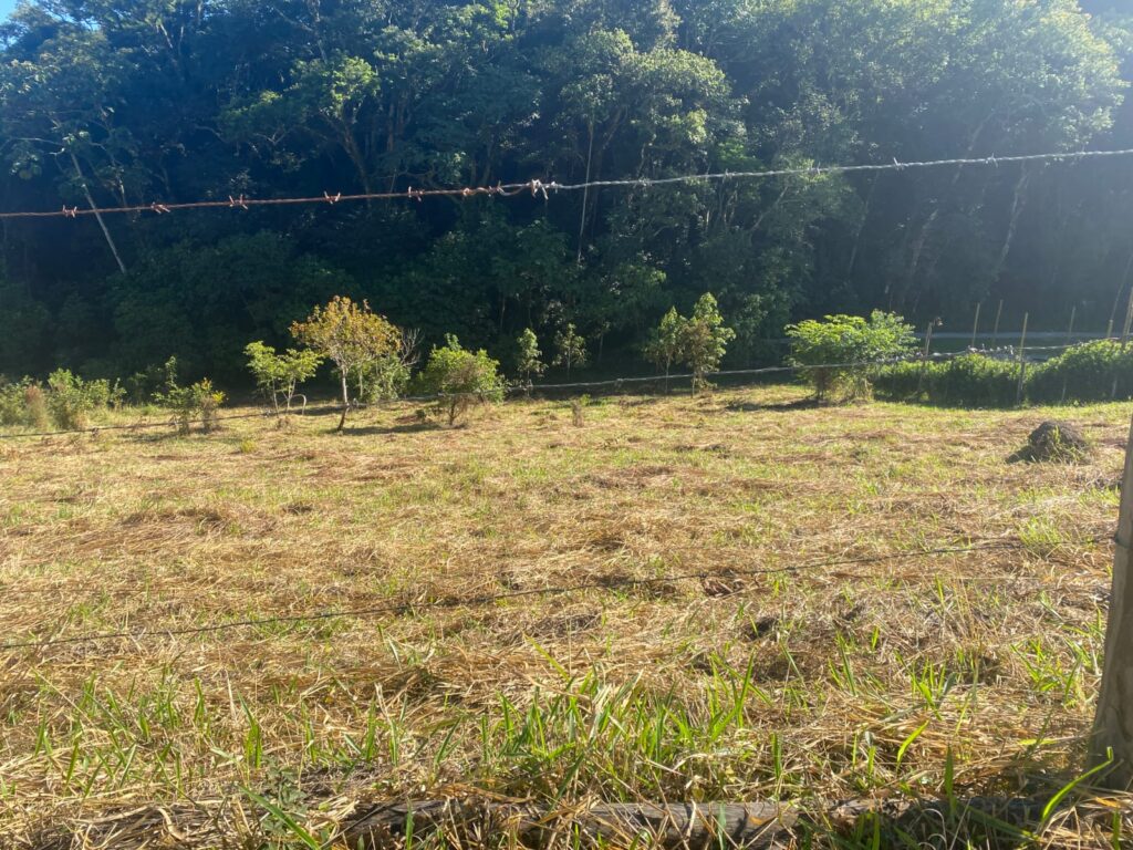 TERRENO SELMA (6)