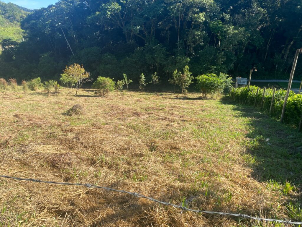 TERRENO SELMA (9)
